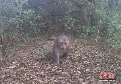 广东清远连南首现藏酋猴